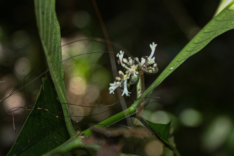 Psychotria ceratoloba photo 2