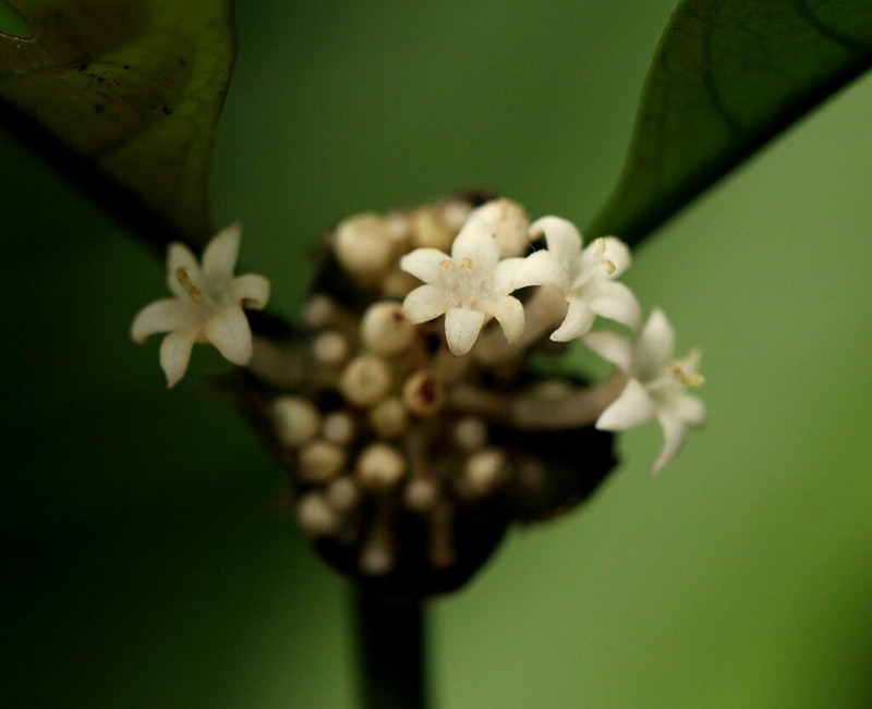 Psychotria ceratoloba photo 3