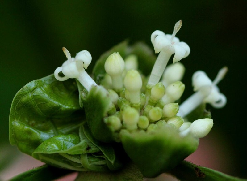 Psychotria ceratoloba photo 4