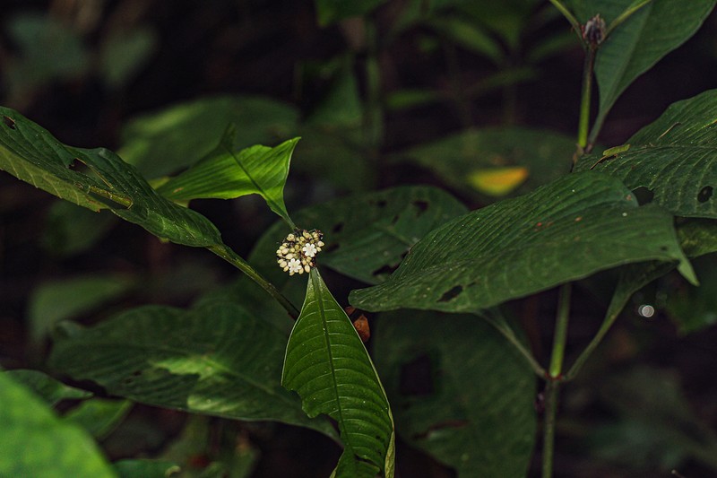 Psychotria ceratoloba photo 5