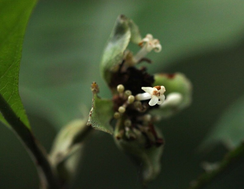 Psychotria ceratoloba photo 6