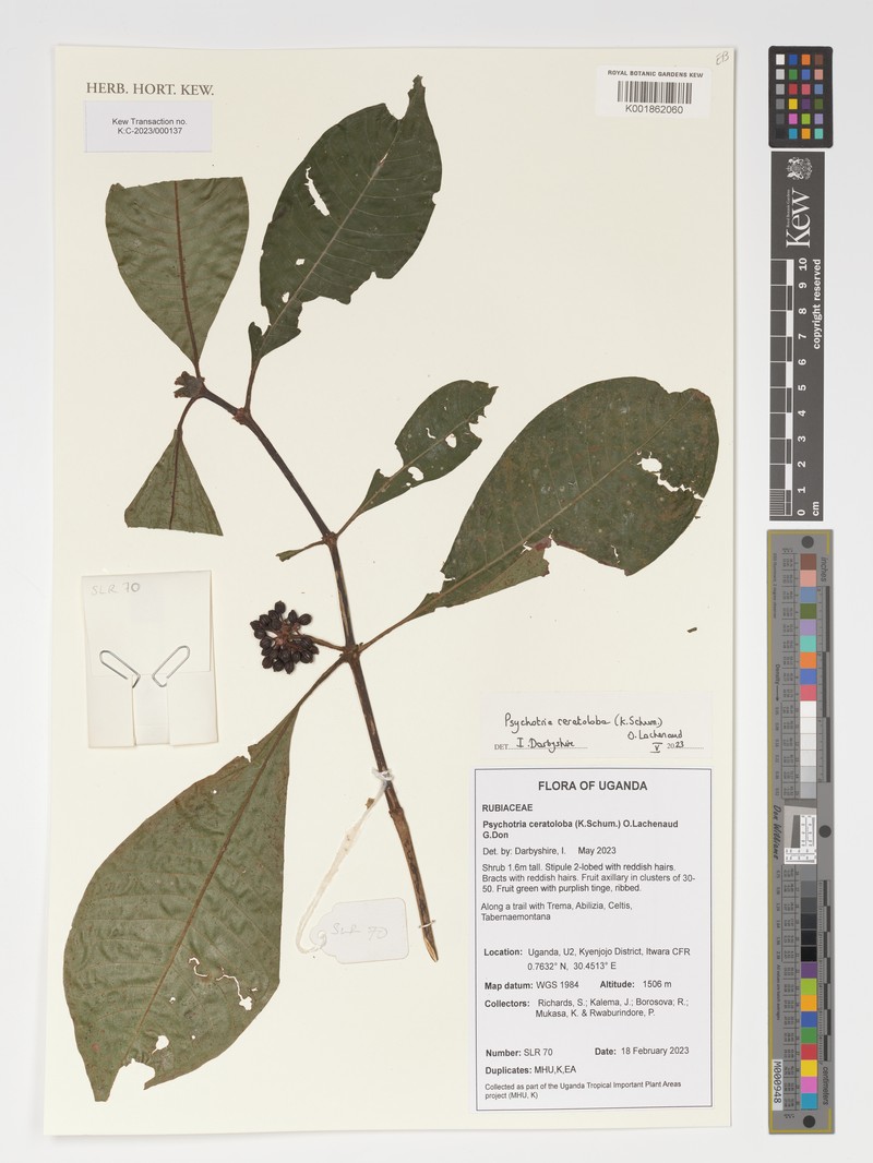 Psychotria ceratoloba photo 7
