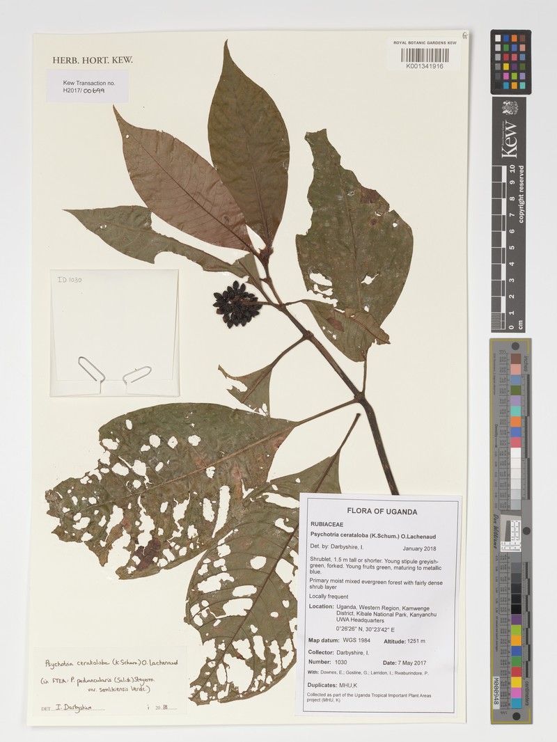 Psychotria ceratoloba photo 8