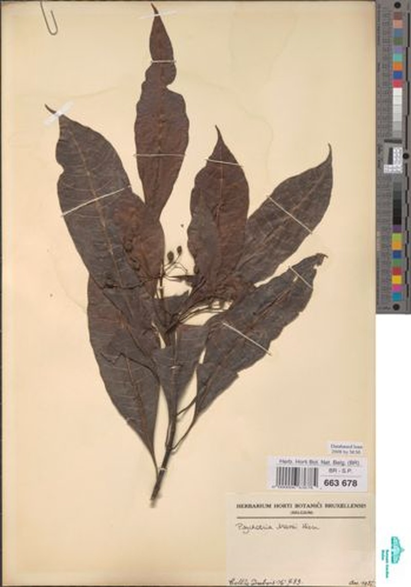 Psychotria chalconeura subsp. duboisii