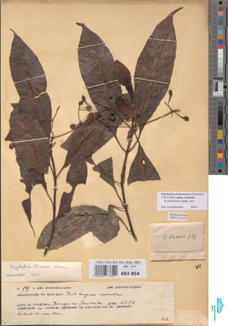 Psychotria chalconeura subsp. duboisii photo 2