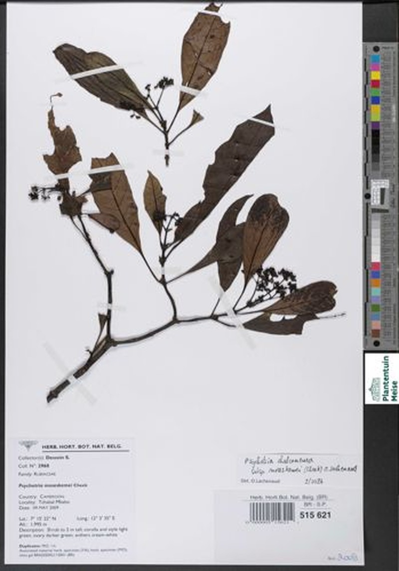 Psychotria chalconeura subsp. moseskemei