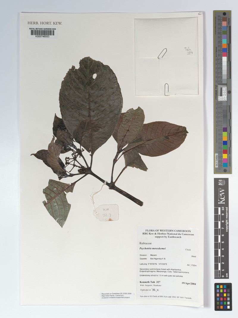 Psychotria chalconeura subsp. moseskemei photo 3