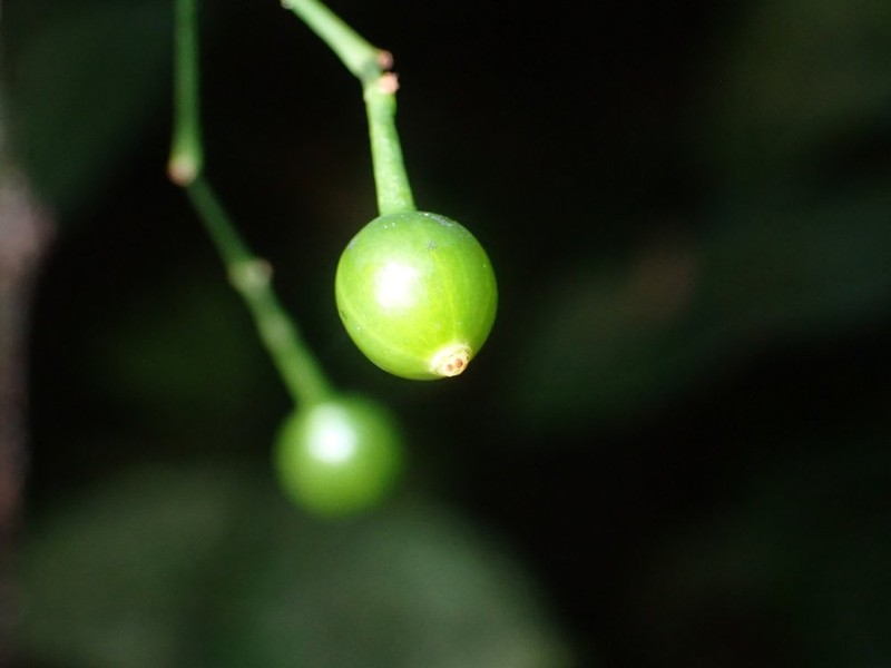 Psychotria champluvierae