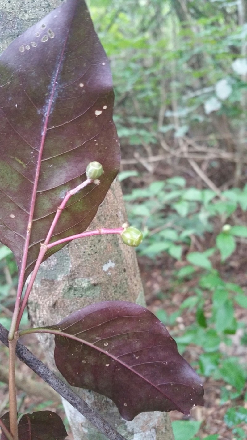 Psychotria charlotteana