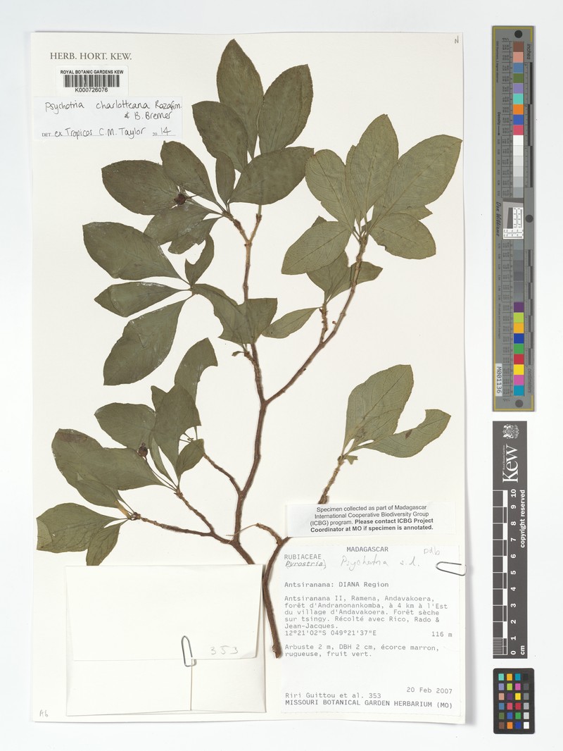 Psychotria charlotteana photo 3