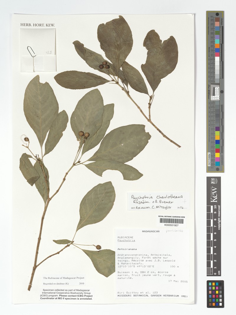 Psychotria charlotteana photo 4
