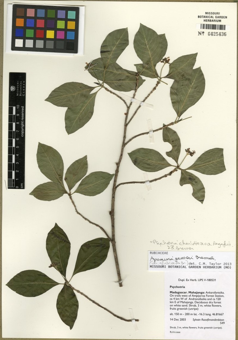 Psychotria charlotteana photo 5