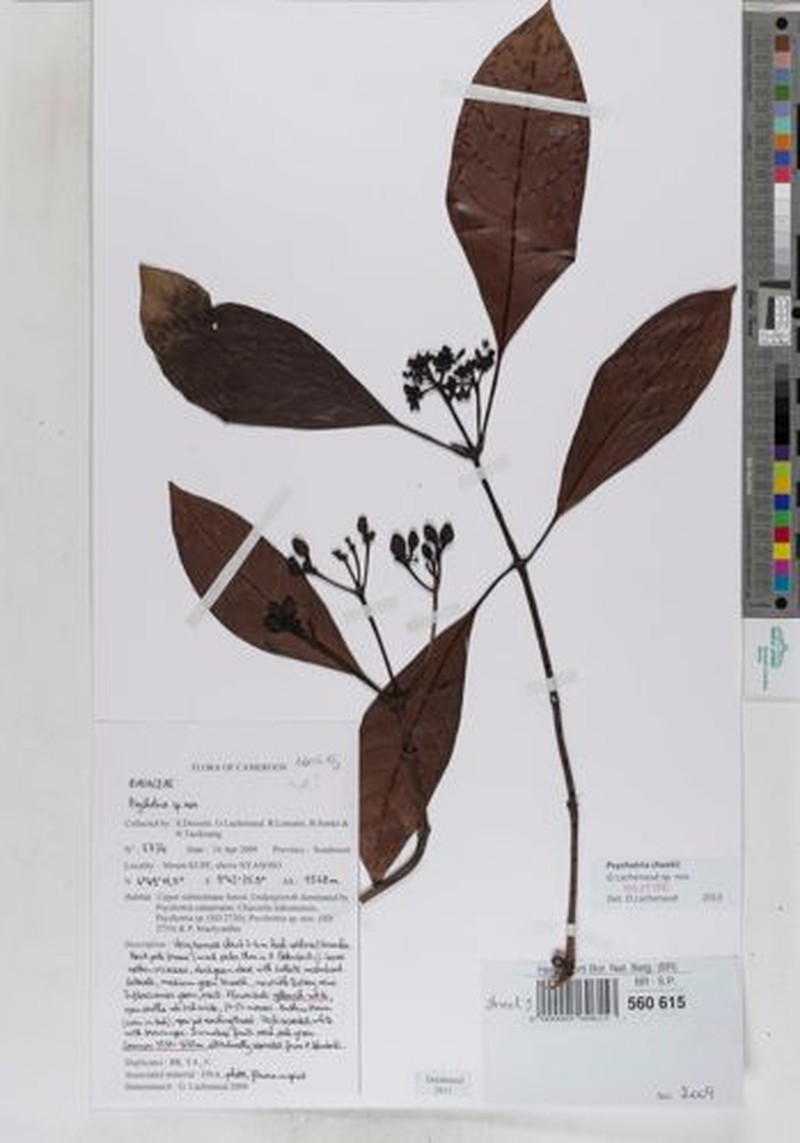 Psychotria cheekii