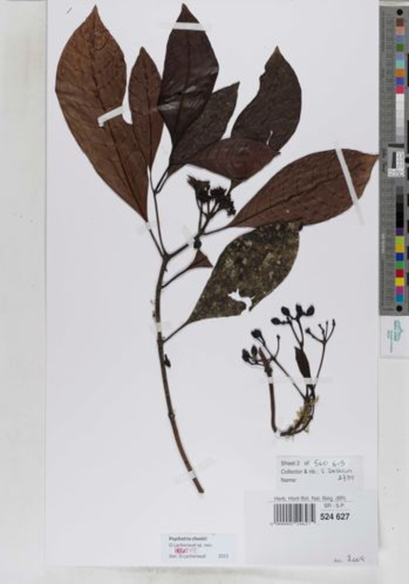 Psychotria cheekii photo 2
