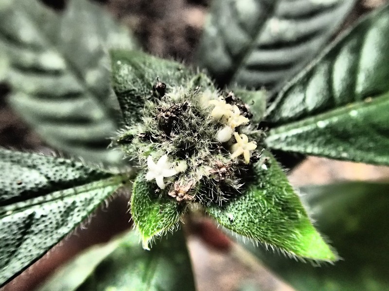 Psychotria clausa photo 2