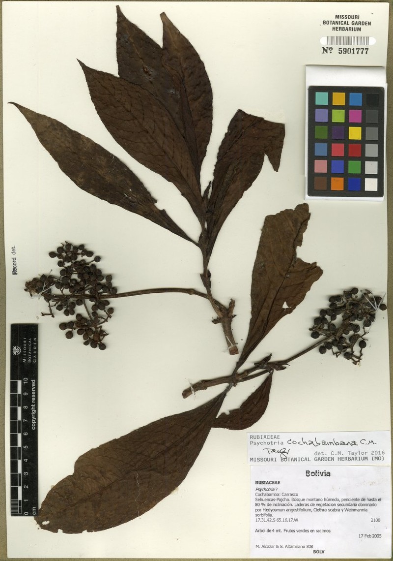 Psychotria cochabambana