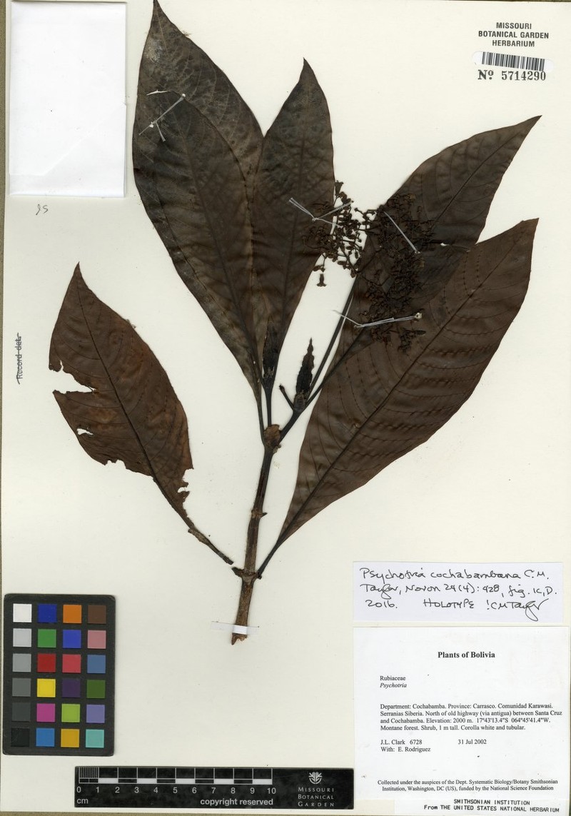 Psychotria cochabambana photo 2