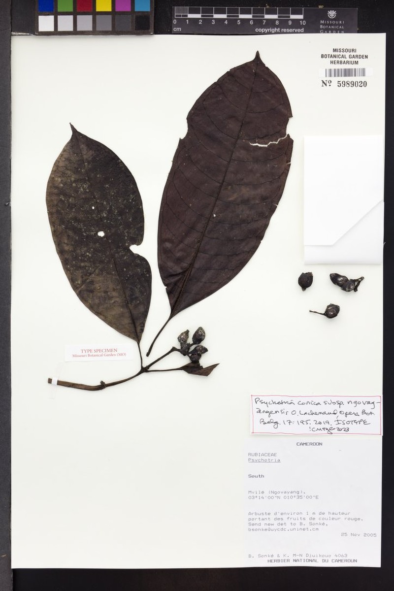 Psychotria conica