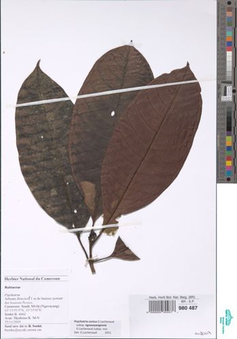 Psychotria conica photo 2