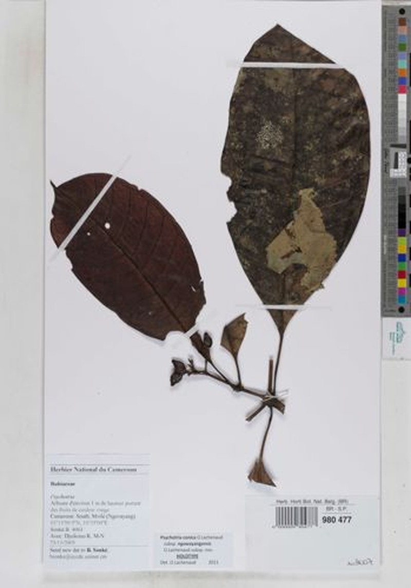 Psychotria conica subsp. ngovayangensis photo 3