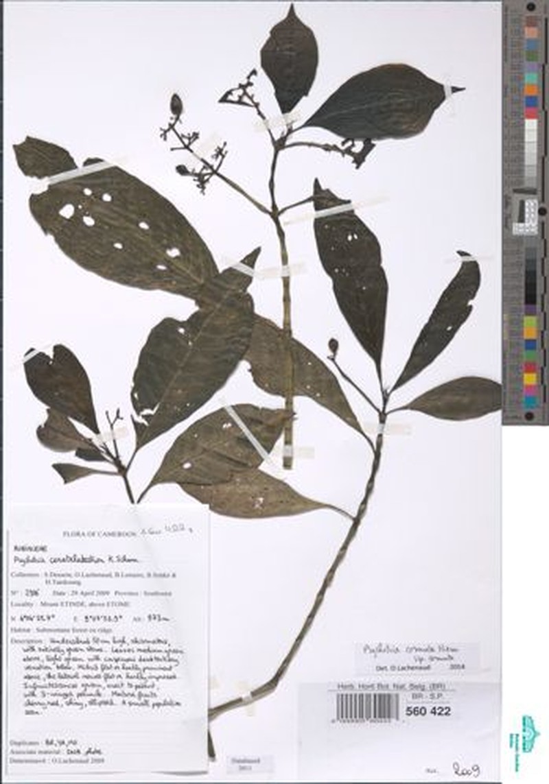 Psychotria cornuta subsp. cornuta