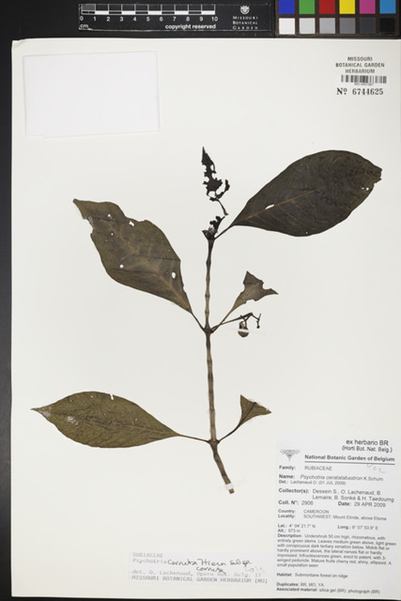 Psychotria cornuta subsp. cornuta photo 2