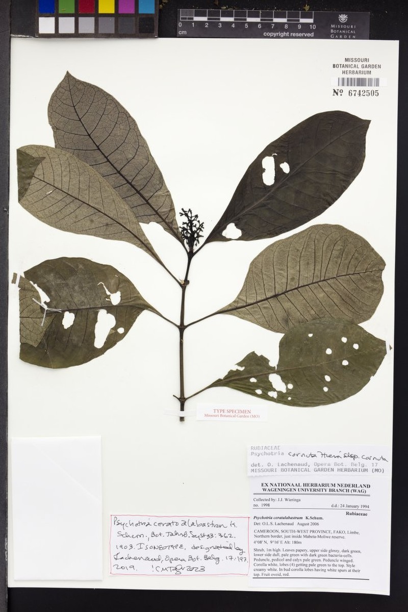 Psychotria cornuta subsp. cornuta photo 3