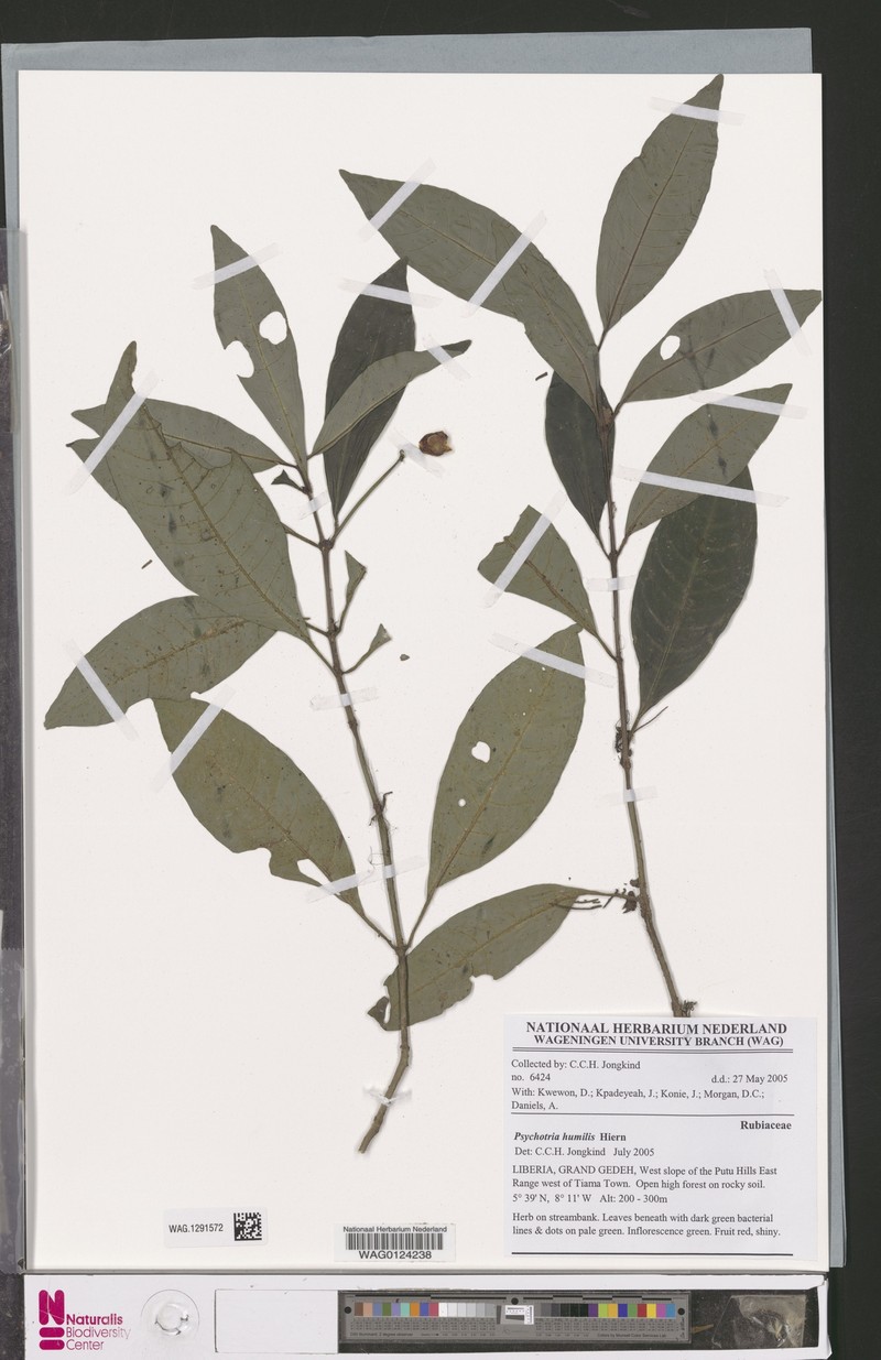 Psychotria cornuta subsp. occidentalis