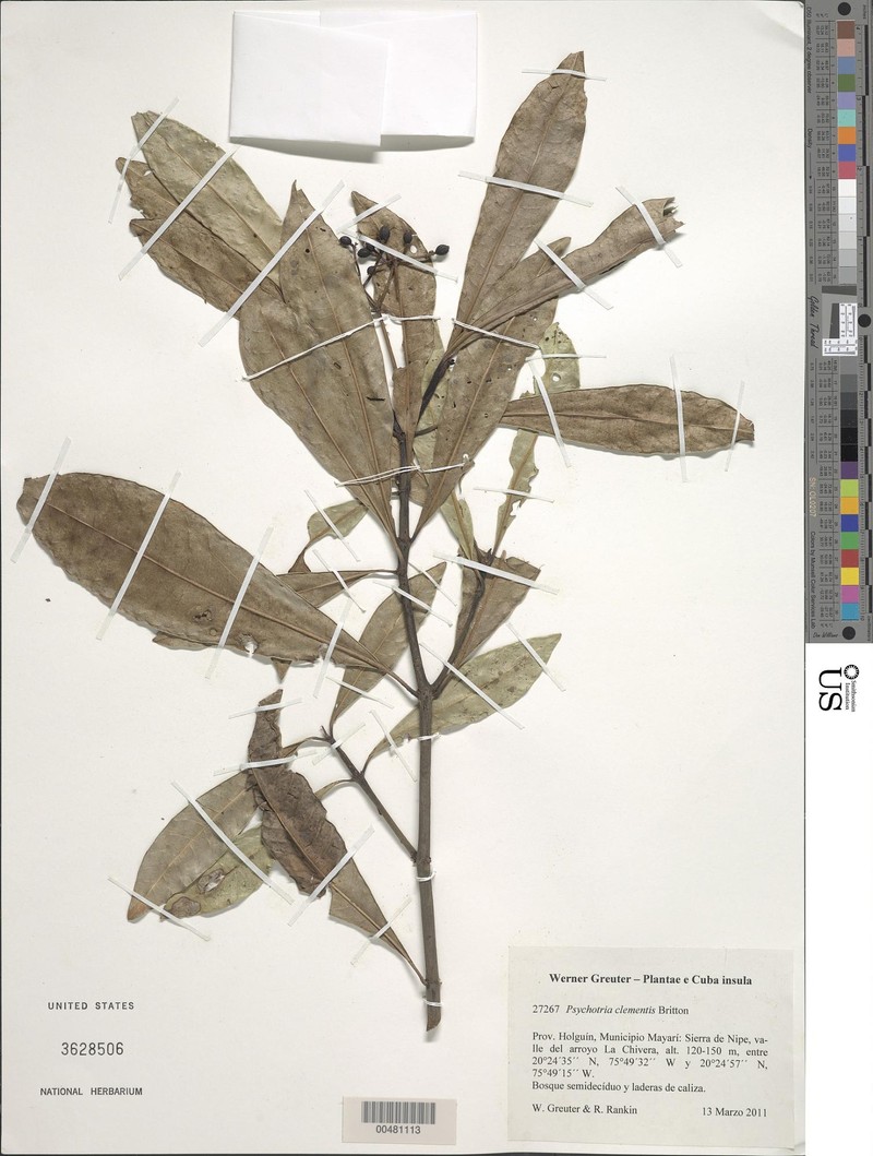 Psychotria costivenia subsp. clementis