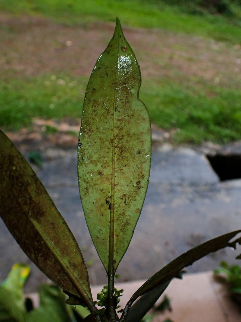Psychotria crystallina