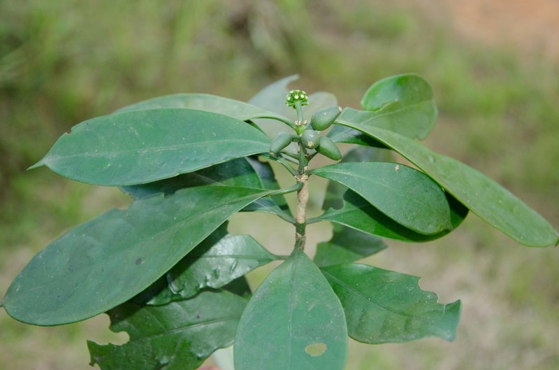 Psychotria crystallina photo 2