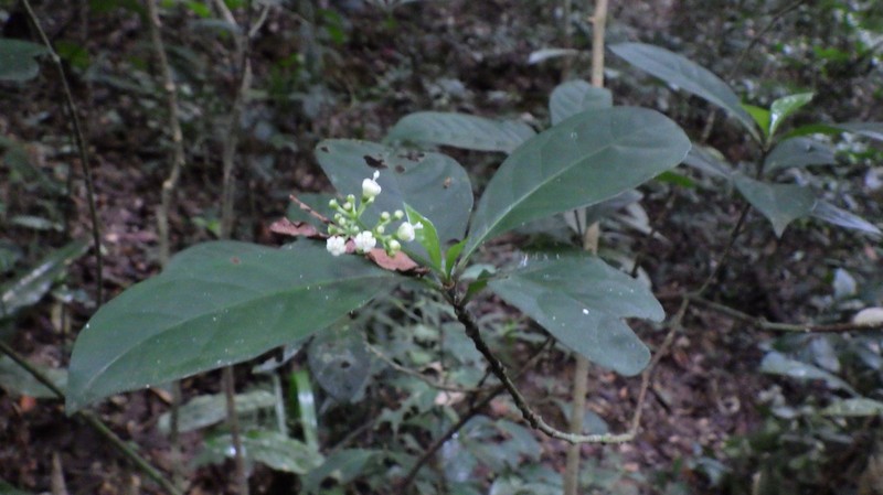 Psychotria cussetii