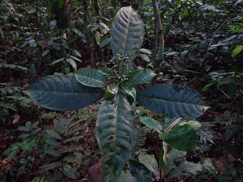Psychotria cyanopharynx subsp. cyanopharynx