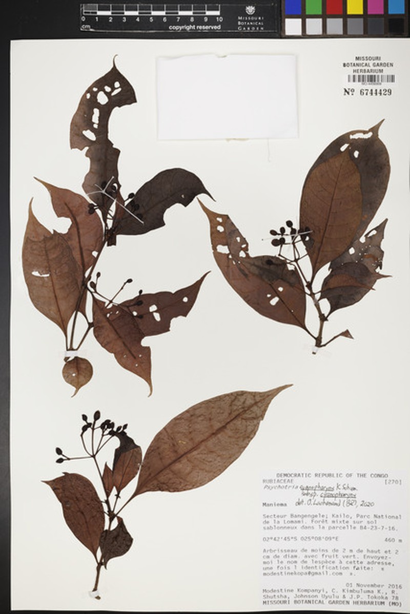 Psychotria cyanopharynx subsp. cyanopharynx photo 2