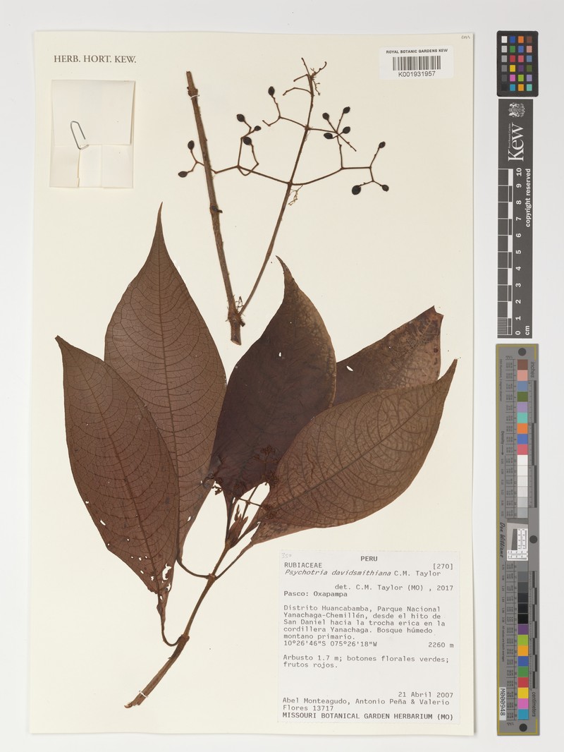 Psychotria davidsmithiana