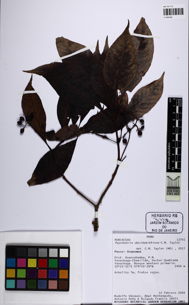Psychotria davidsmithiana photo 2