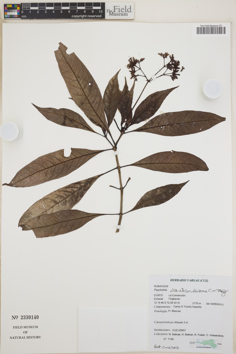 Psychotria davidsmithiana photo 3