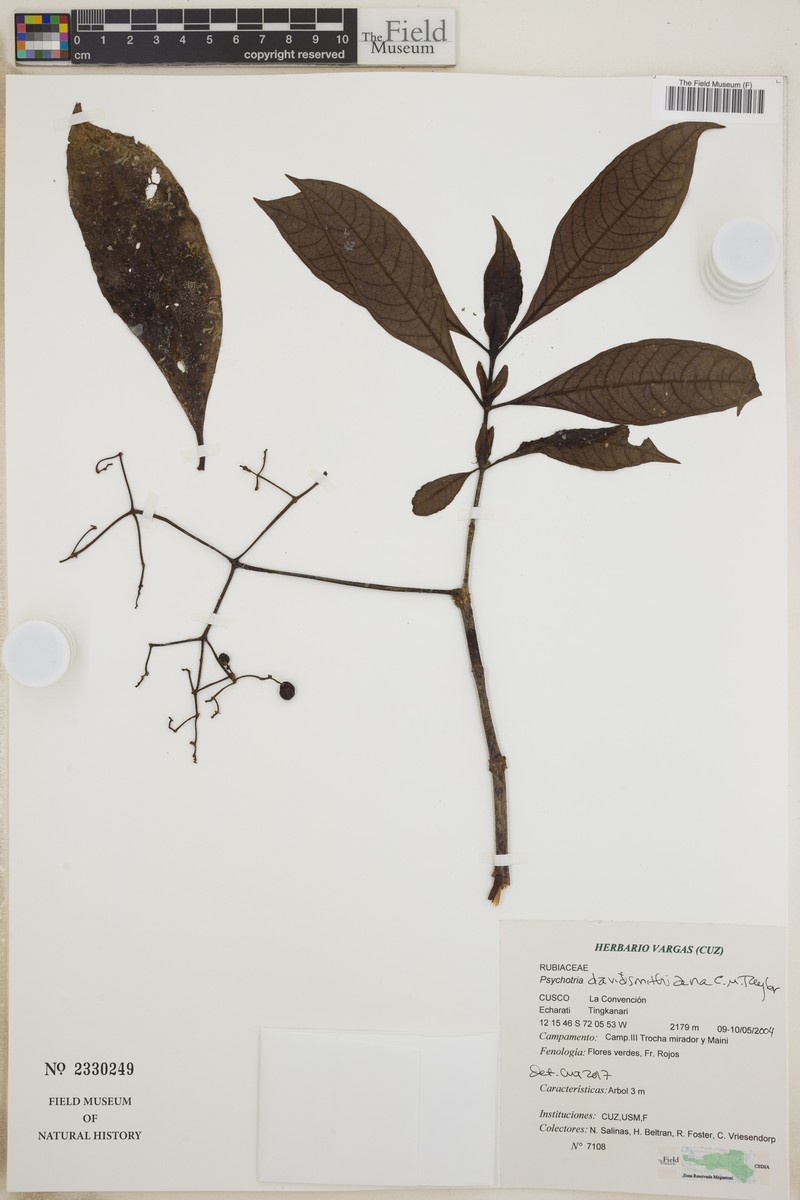 Psychotria davidsmithiana photo 4