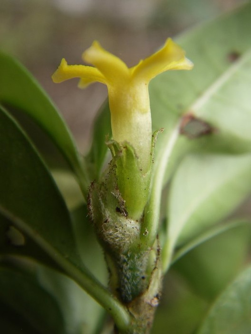 Psychotria davisiana