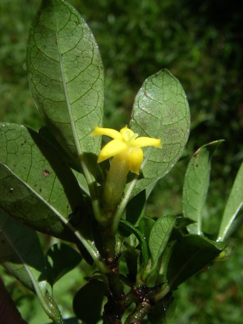 Psychotria davisiana photo 2