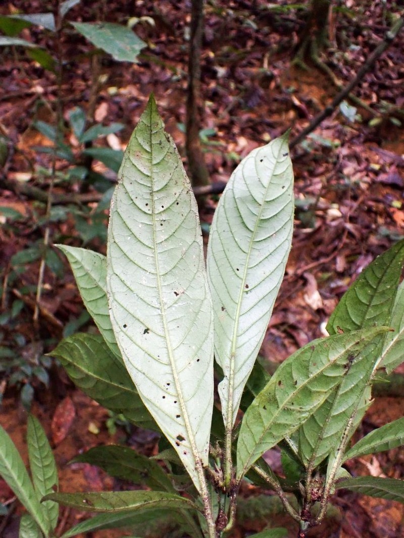 Psychotria degreefii
