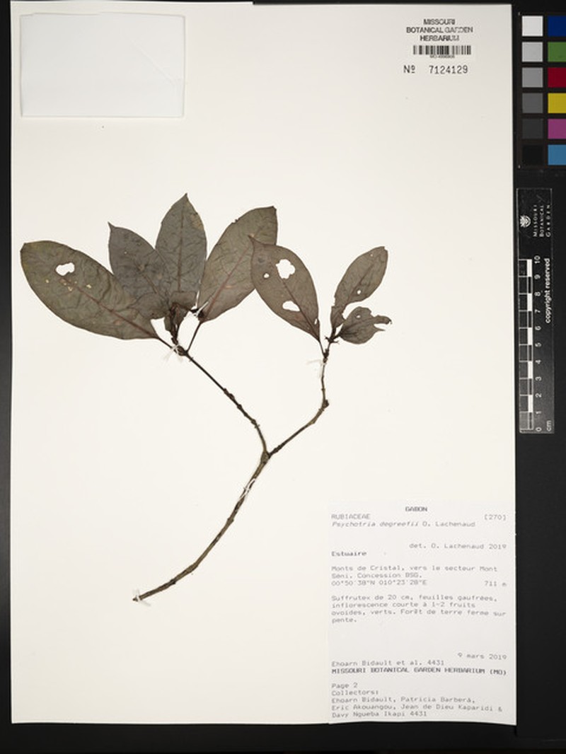 Psychotria degreefii photo 2