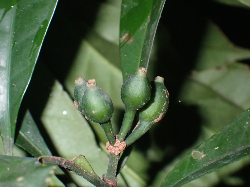 Psychotria descoingsii
