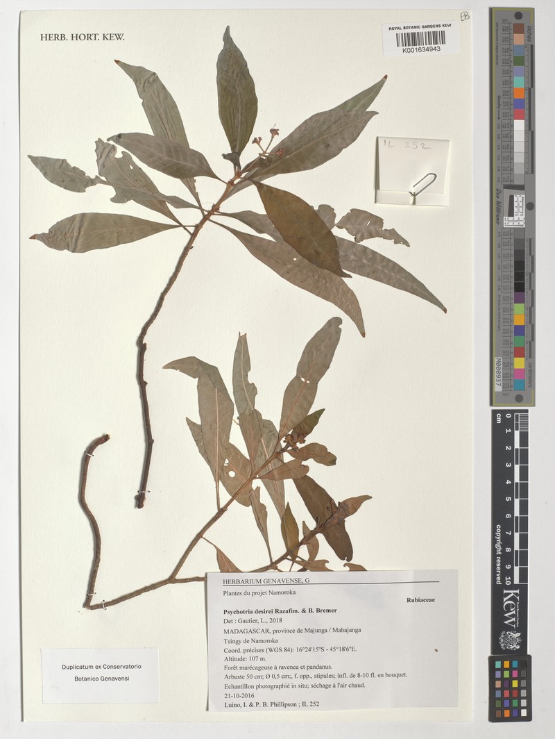 Psychotria desirei