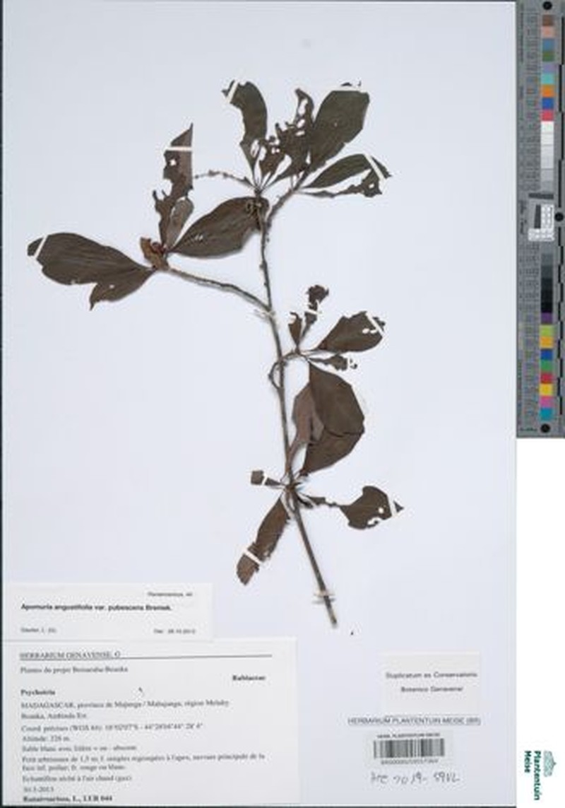 Psychotria desirei photo 2