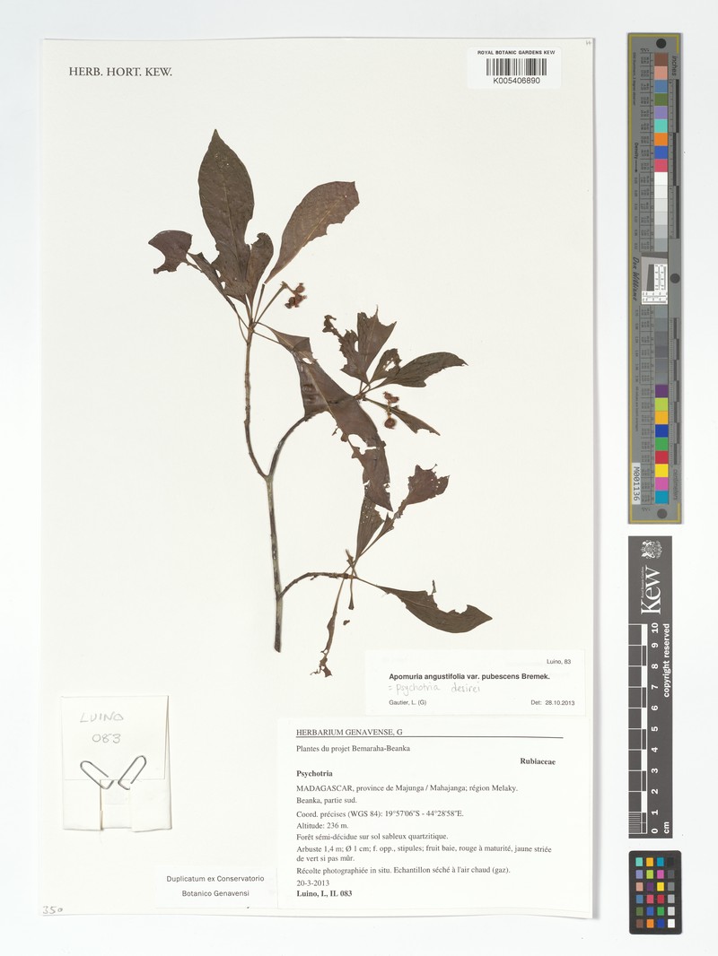 Psychotria desirei photo 3