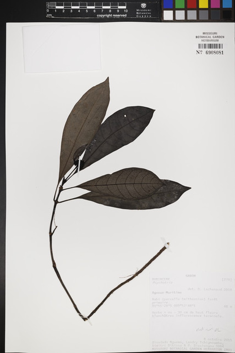 Psychotria desseinii photo 2