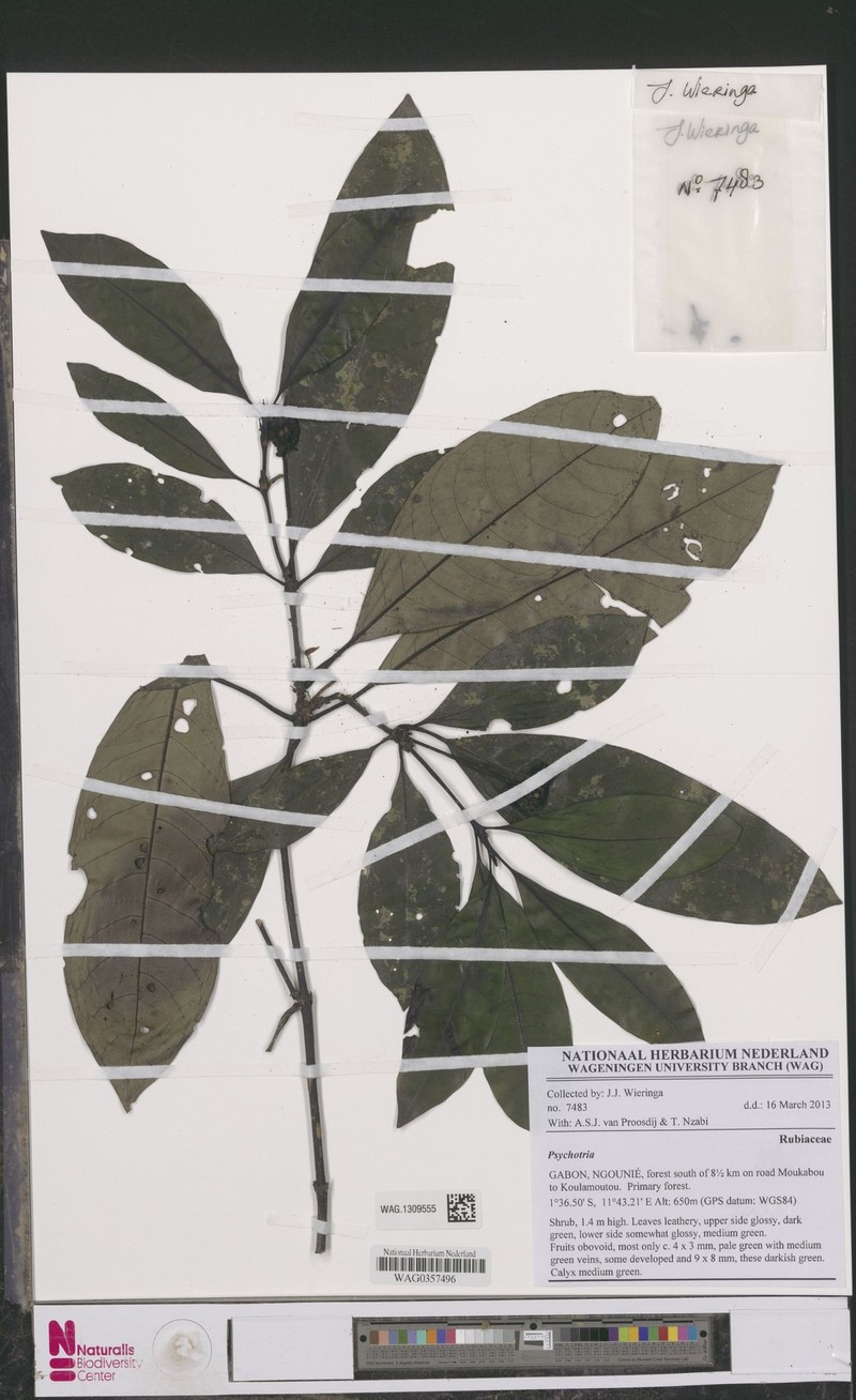 Psychotria desseinii photo 3