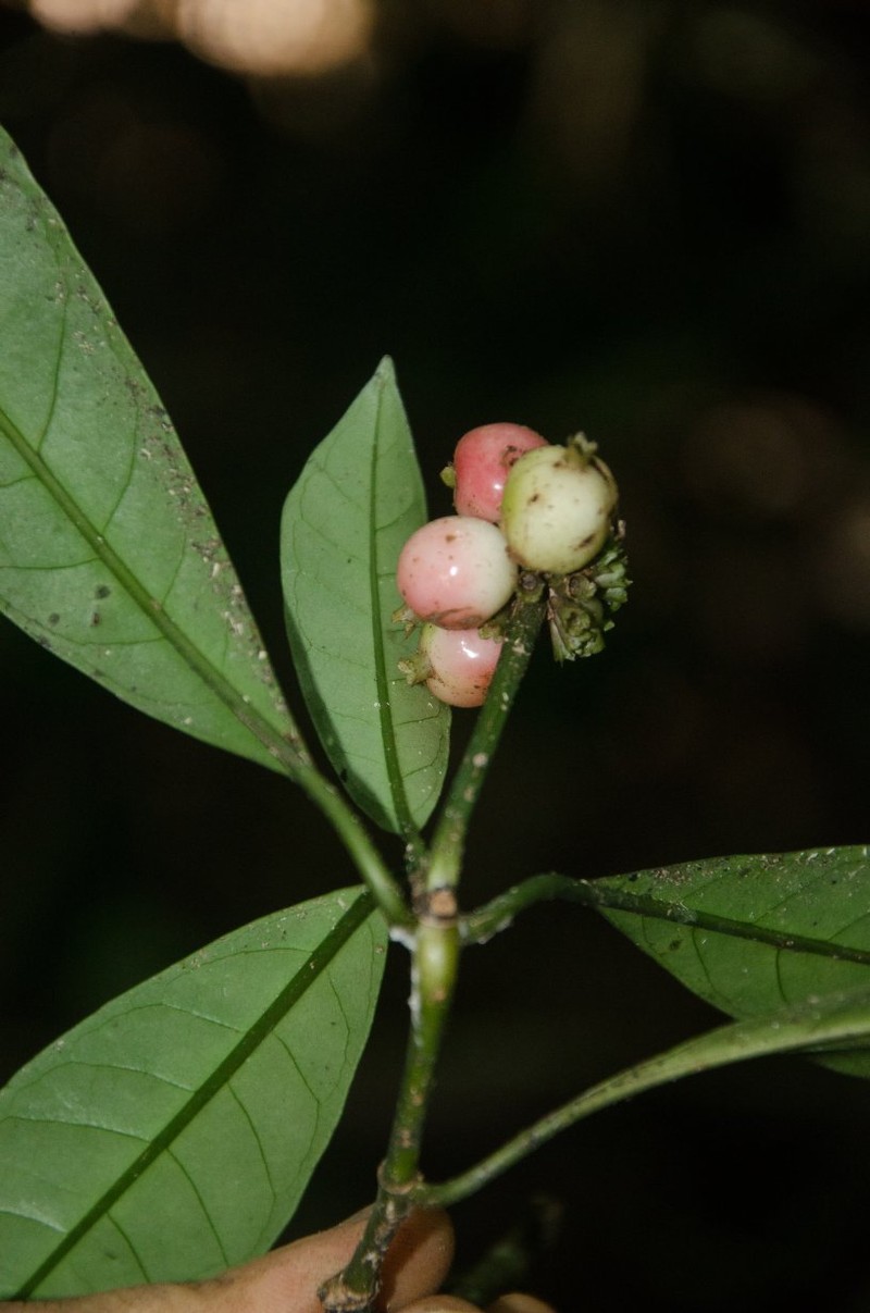 Psychotria desseinii subsp. desseinii