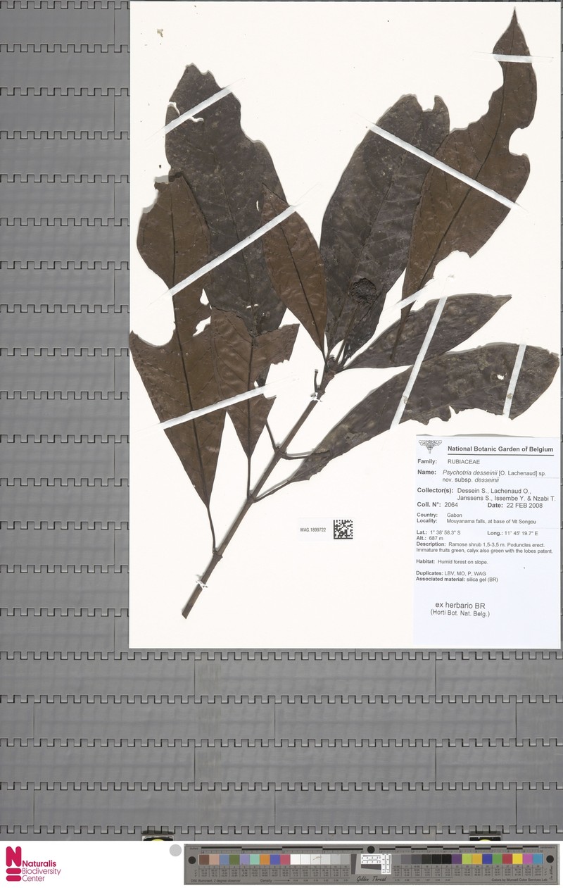 Psychotria desseinii subsp. desseinii photo 3